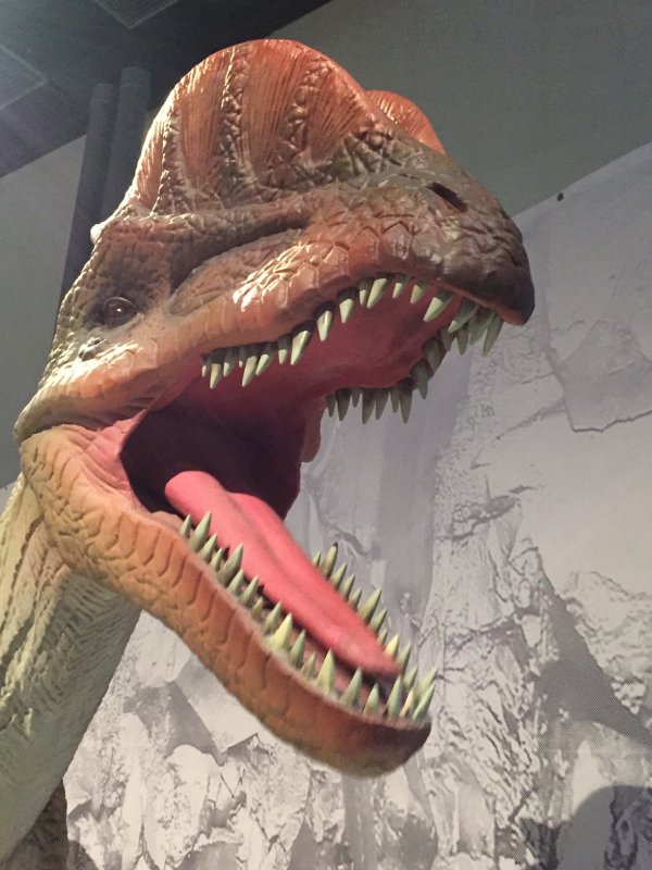 Dilophosaurus wetherilli var en av de första rovdinosaurierna. Den levde i början av juraperioden. Foto: Tom Ahlfors